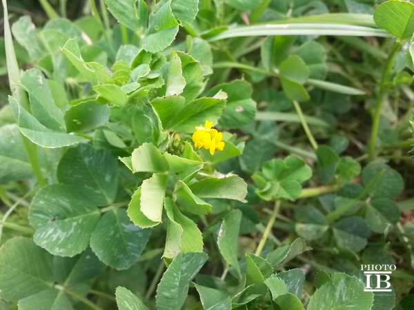 Medicago sp.