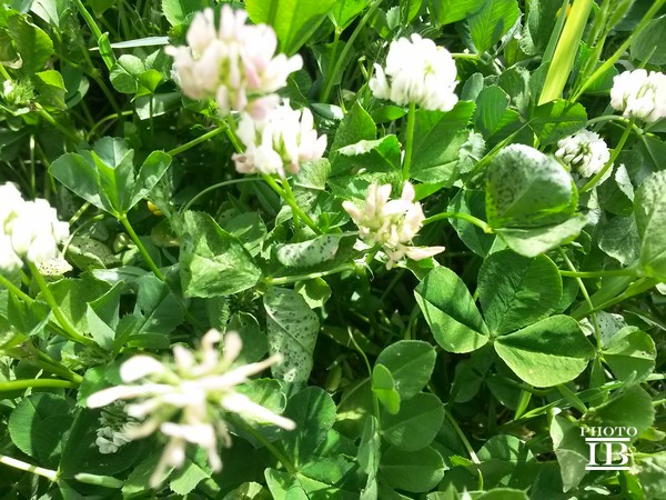 Trifolium cfr. nigrescens