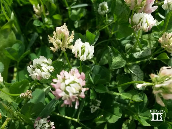 Trifolium cfr. nigrescens