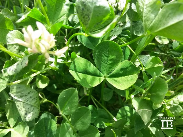 Trifolium cfr. nigrescens