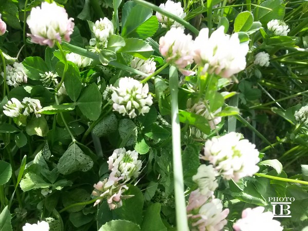 Trifolium cfr. nigrescens