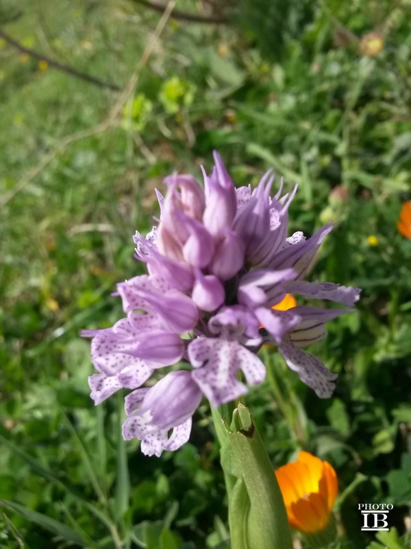 Neotinea tridentata e Neotinea lactea