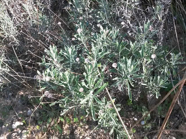 Phagnalon cfr. rupestre (Asteraceae)