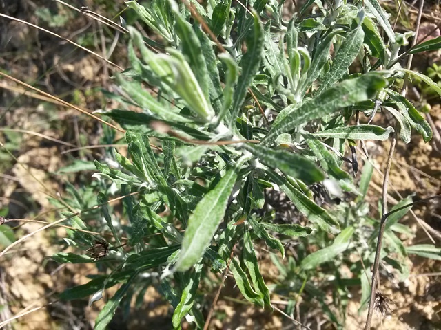 Phagnalon cfr. rupestre (Asteraceae)