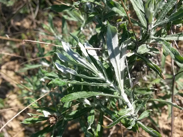 Phagnalon cfr. rupestre (Asteraceae)