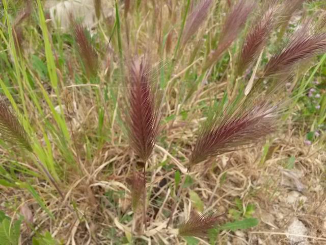 Hordeum cfr. murinum