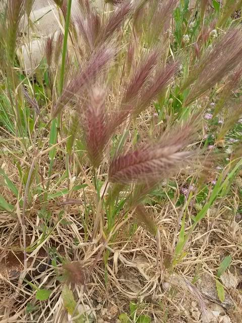 Hordeum cfr. murinum