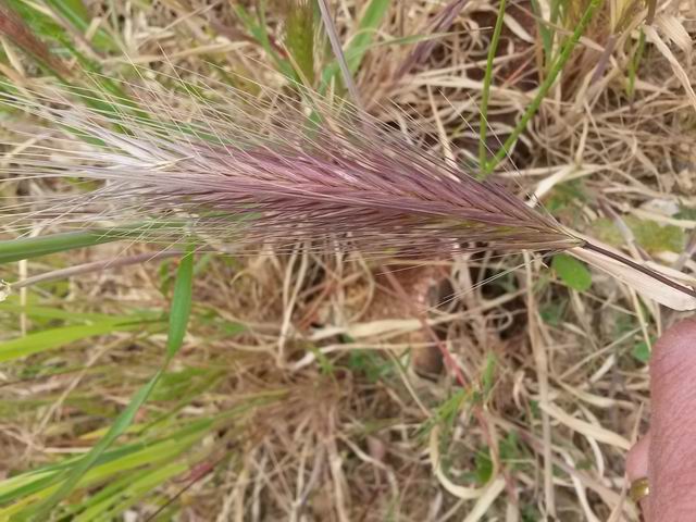 Hordeum cfr. murinum