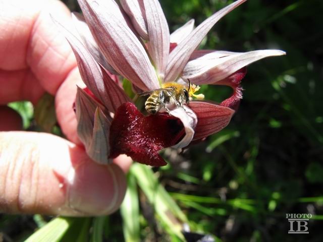 Apidae: Eucera sp., femmina