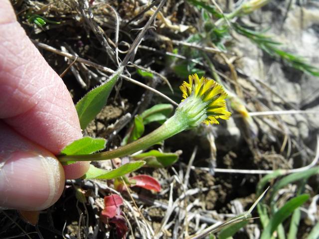 Hedypnois rhagadioloides  / Radicchio tubuloso