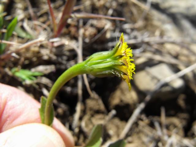 Hedypnois rhagadioloides  / Radicchio tubuloso