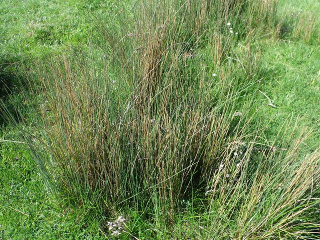 Juncus inflexus