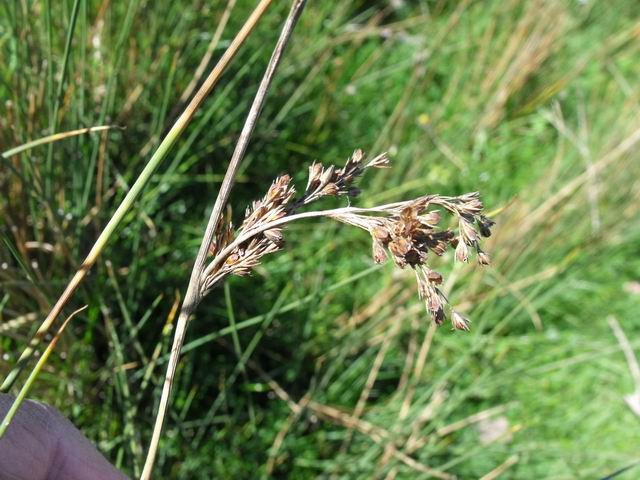 Juncus inflexus