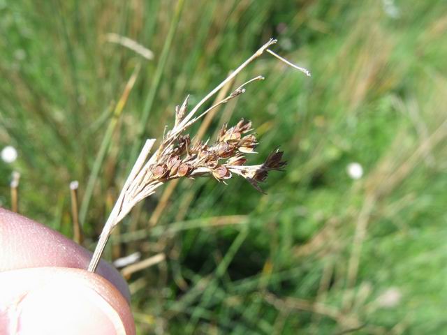 Juncus inflexus