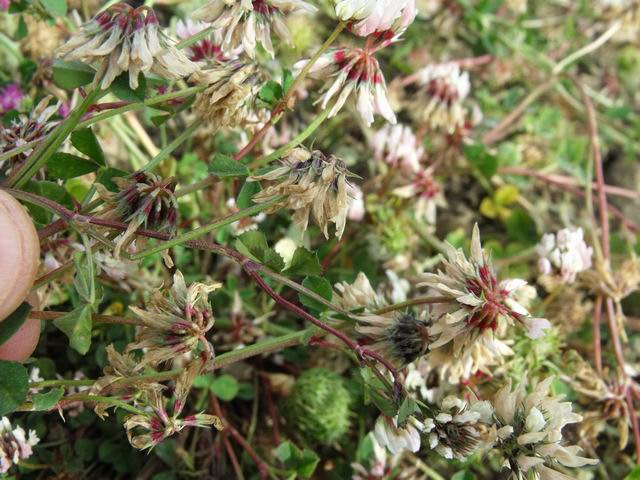 Trifolium bivonae / Trifoglio di Bivona