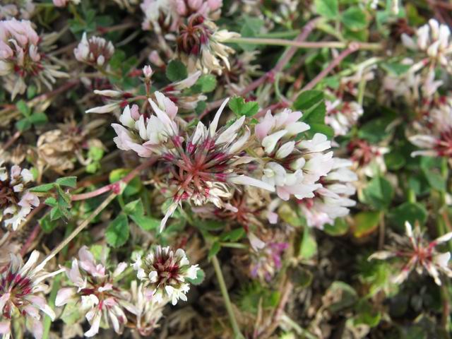 Trifolium bivonae / Trifoglio di Bivona