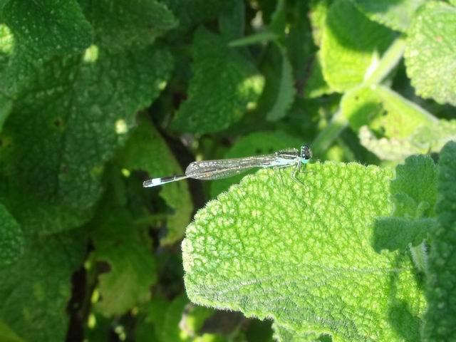 Ischnura genei, maschio