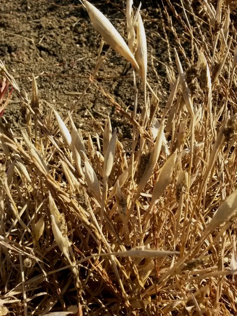 Phalaris paradoxa (Poaceae)