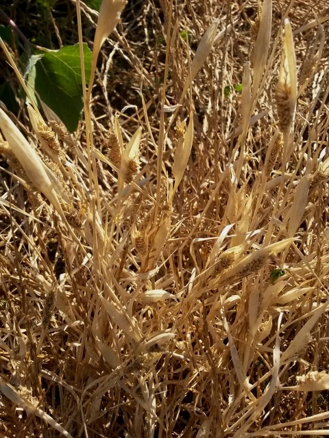 Phalaris paradoxa (Poaceae)