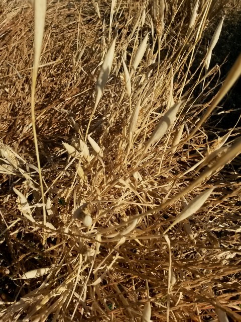 Phalaris paradoxa (Poaceae)