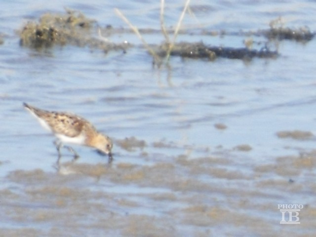 Gambecchio comune (Calidris minuta)