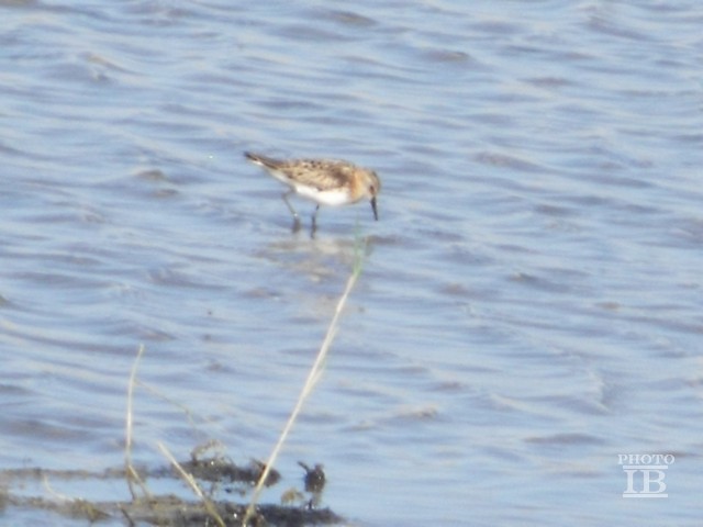 Gambecchio comune (Calidris minuta)