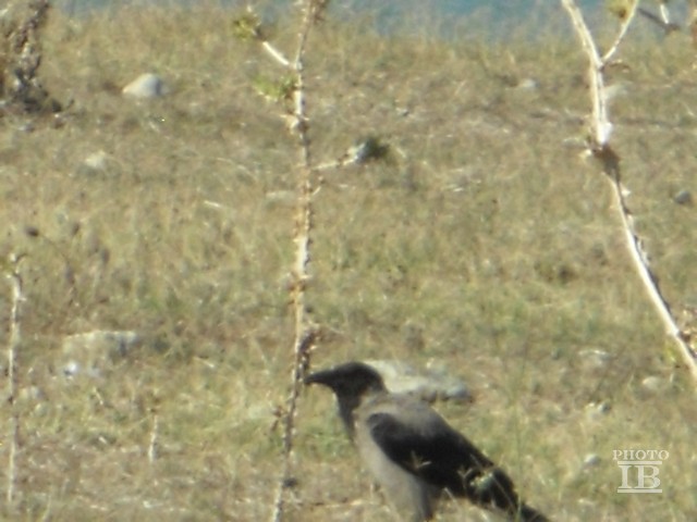 Cornacchia Grigia (Corvus corone cornix)