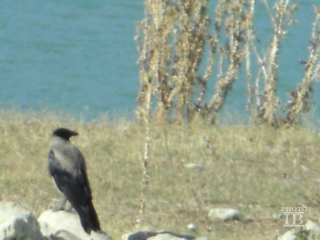 Cornacchia Grigia (Corvus corone cornix)