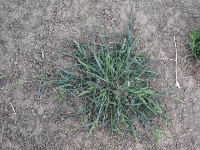 Echinochloa colona (Poaceae)