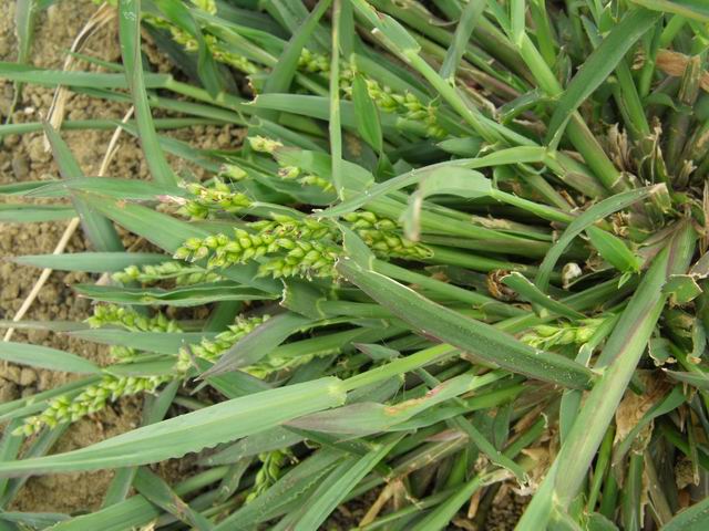 Echinochloa colona (Poaceae)