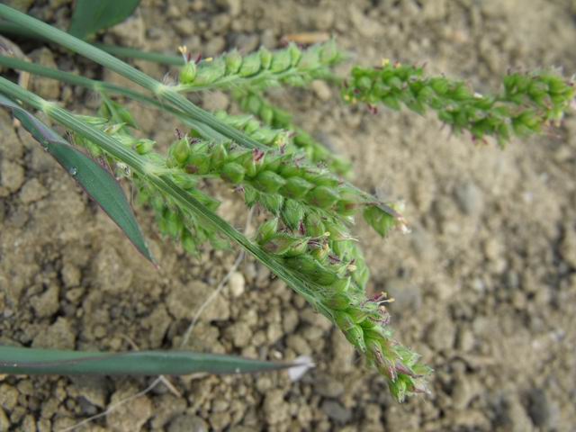 Echinochloa colona (Poaceae)