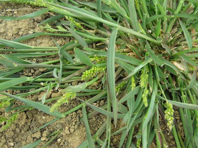 Echinochloa colona (Poaceae)