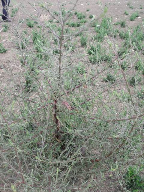 Pulicaria sicula / Incensaria siciliana