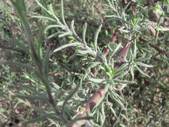 Pulicaria sicula / Incensaria siciliana