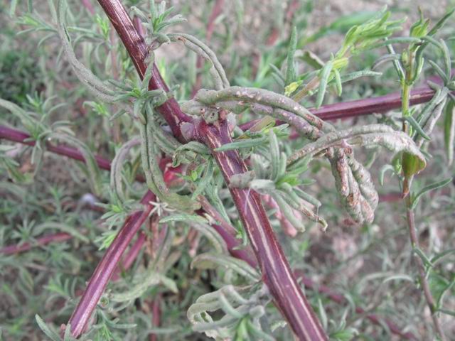 Pulicaria sicula / Incensaria siciliana