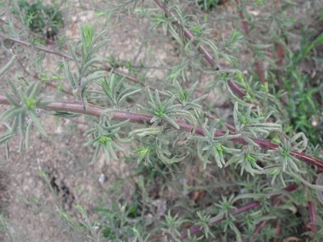 Pulicaria sicula / Incensaria siciliana