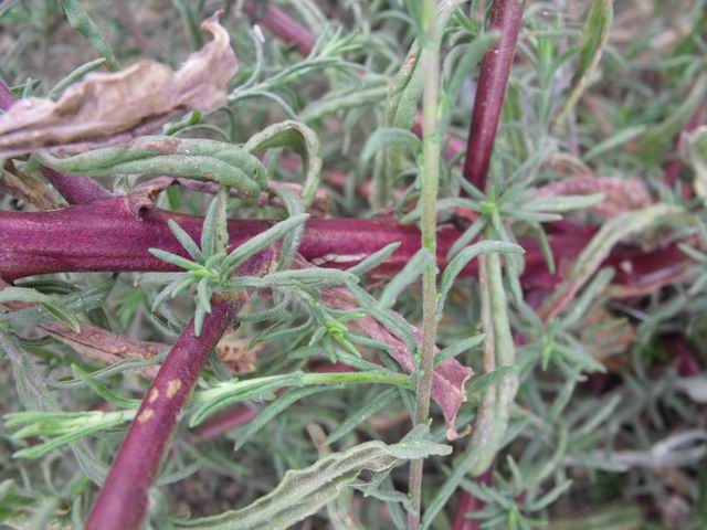 Pulicaria sicula / Incensaria siciliana