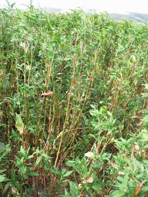 Persicaria cfr. maculosa