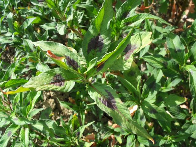 Persicaria cfr. maculosa