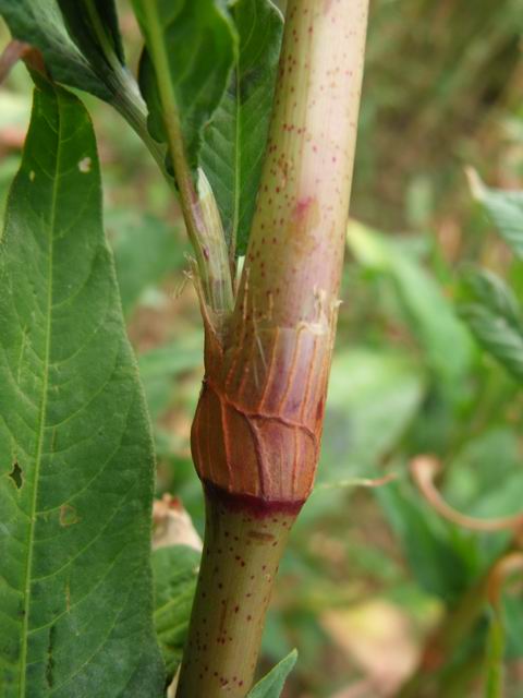 Persicaria cfr. maculosa