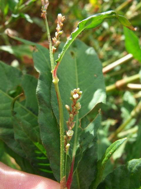 Persicaria cfr. maculosa