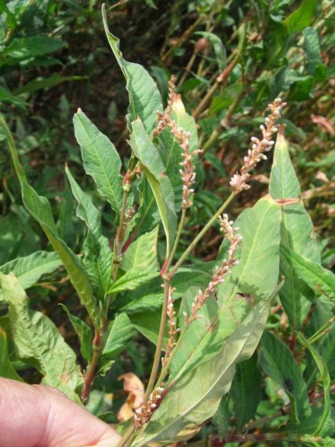 Persicaria cfr. maculosa