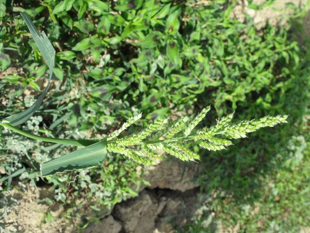 Echinochloa colona (Poaceae)