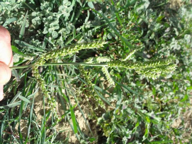 Echinochloa colona (Poaceae)