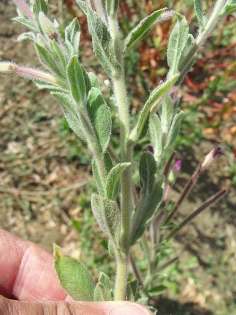 Epilobium sp.