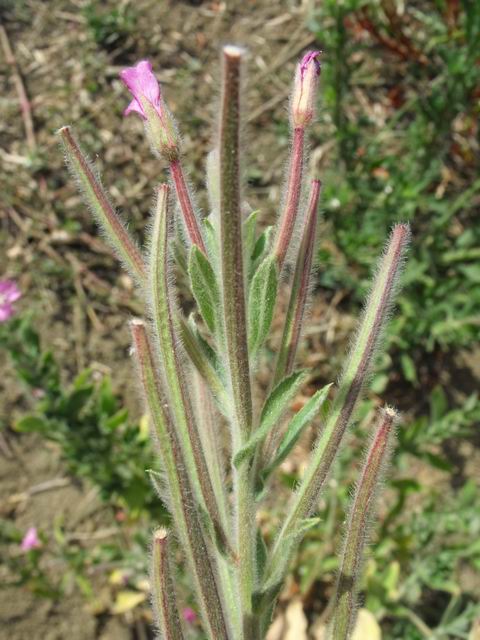 Epilobium sp.