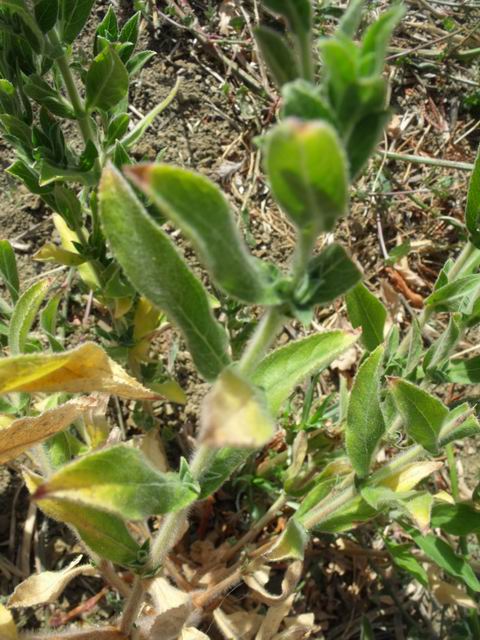 Epilobium sp.