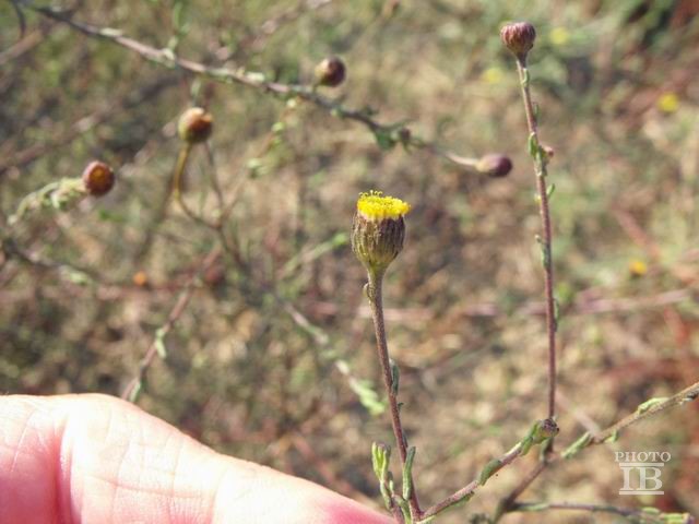 Pulicaria sicula / Incensaria siciliana