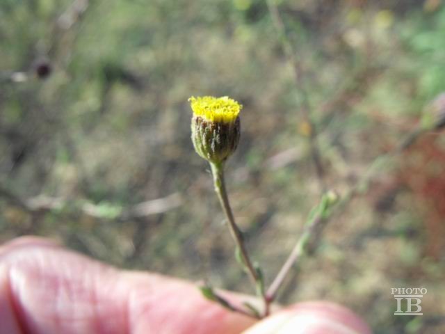 Pulicaria sicula / Incensaria siciliana