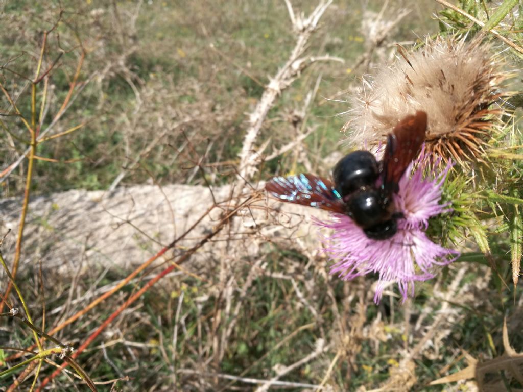 Apidae: Xylocopa sp.